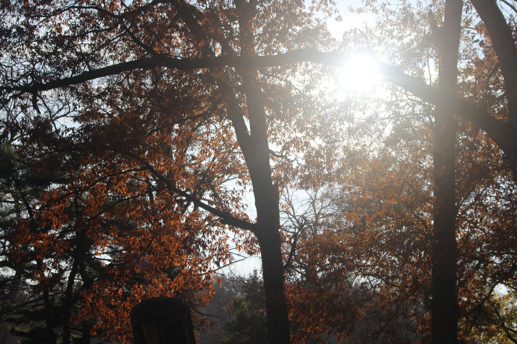 picture of sun shining through autumn leaves
