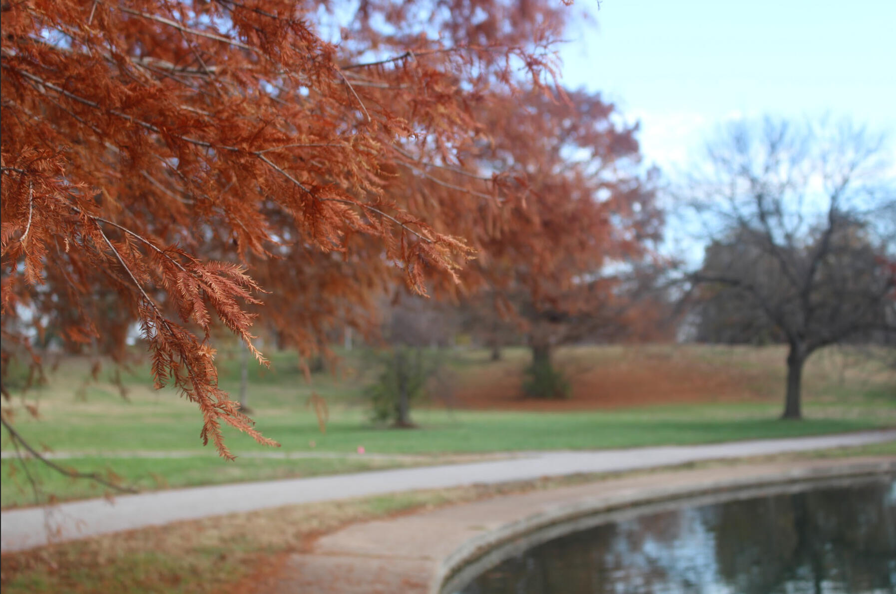 picture of sun shining through autumn leaves